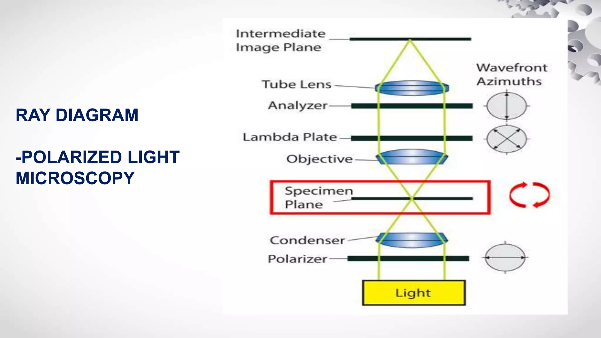RAY DIAGRAM
-POLARIZED LIGHT
MICROSCOPY
 