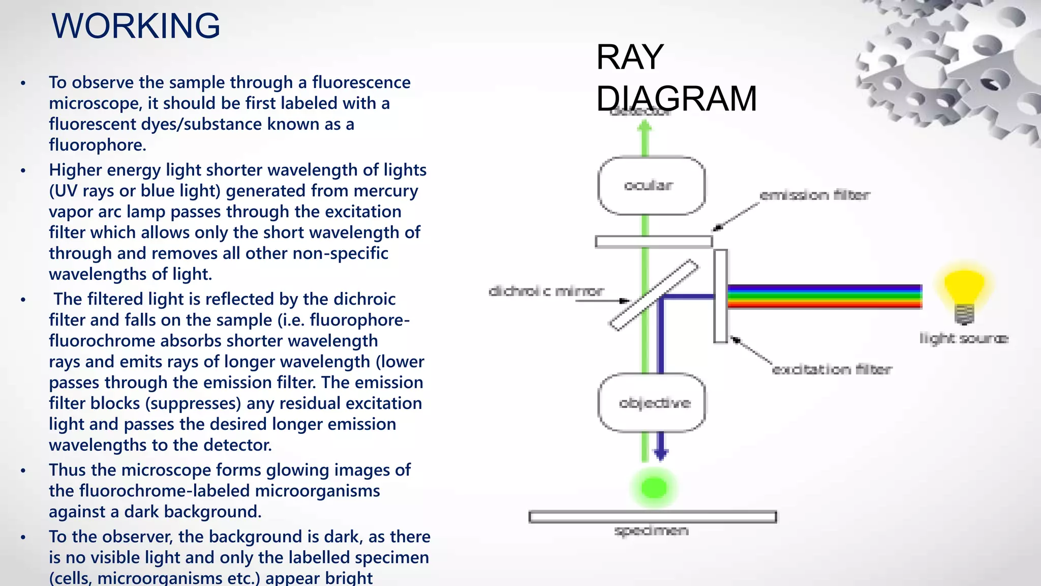 WORKING
• To observe the sample through a fluorescence
microscope, it should be first labeled with a
fluorescent dyes/substance known as a
fluorophore.
• Higher energy light shorter wavelength of lights
(UV rays or blue light) generated from mercury
vapor arc lamp passes through the excitation
filter which allows only the short wavelength of
through and removes all other non-specific
wavelengths of light.
• The filtered light is reflected by the dichroic
filter and falls on the sample (i.e. fluorophore-
fluorochrome absorbs shorter wavelength
rays and emits rays of longer wavelength (lower
passes through the emission filter. The emission
filter blocks (suppresses) any residual excitation
light and passes the desired longer emission
wavelengths to the detector.
• Thus the microscope forms glowing images of
the fluorochrome-labeled microorganisms
against a dark background.
• To the observer, the background is dark, as there
is no visible light and only the labelled specimen
(cells, microorganisms etc.) appear bright
RAY
DIAGRAM
 