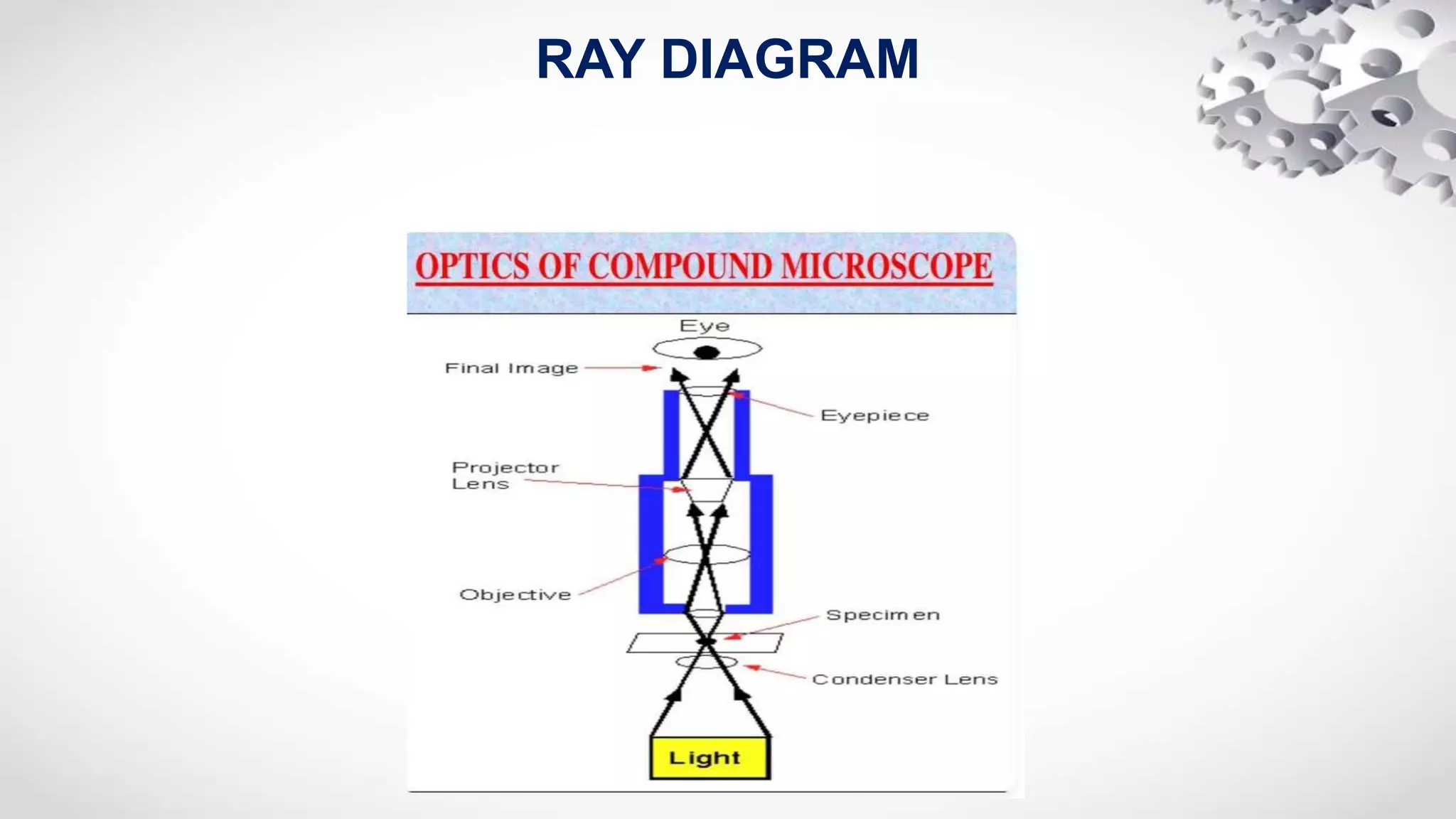 RAY DIAGRAM
 