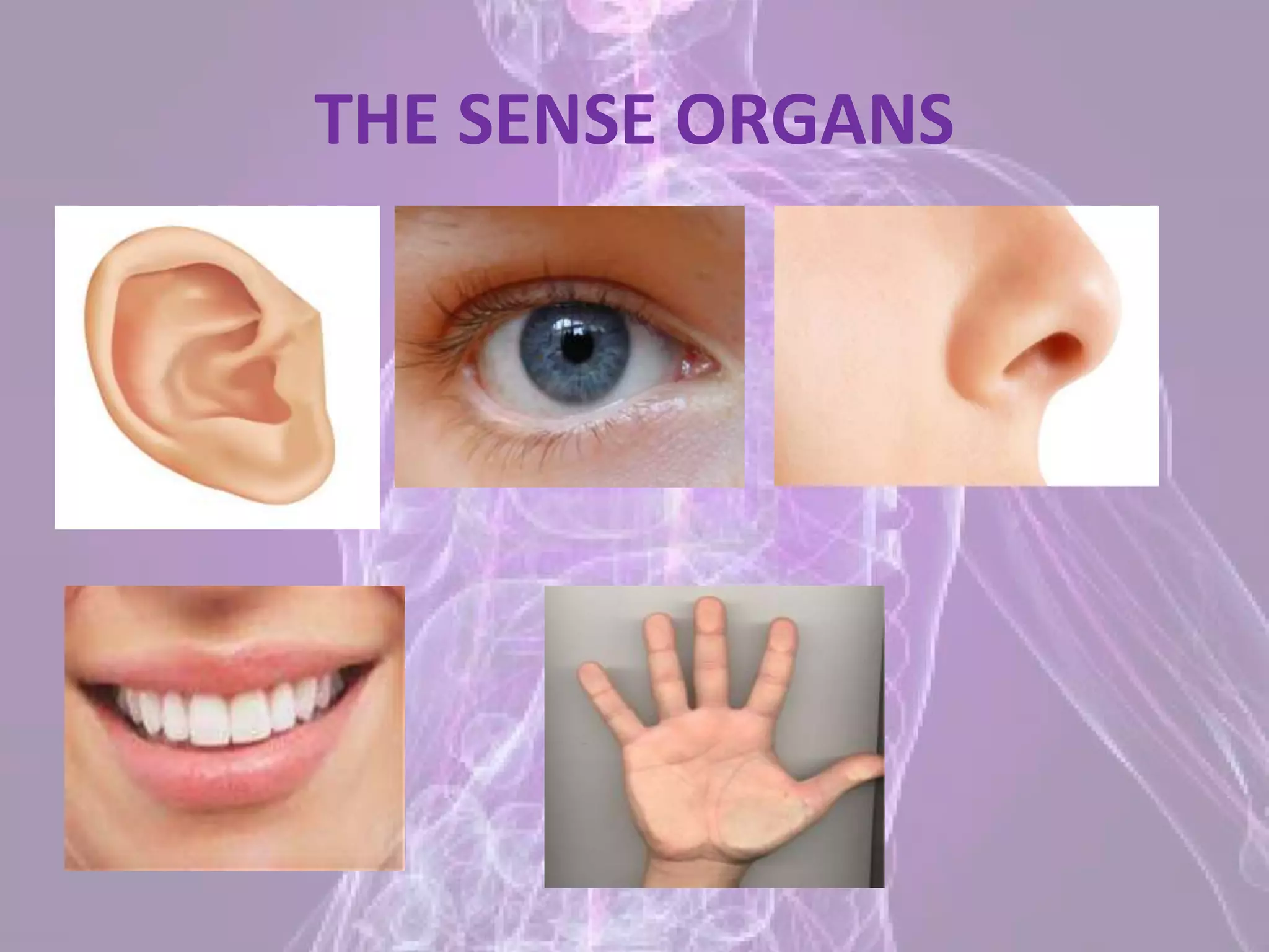 THE SENSE ORGANS
 