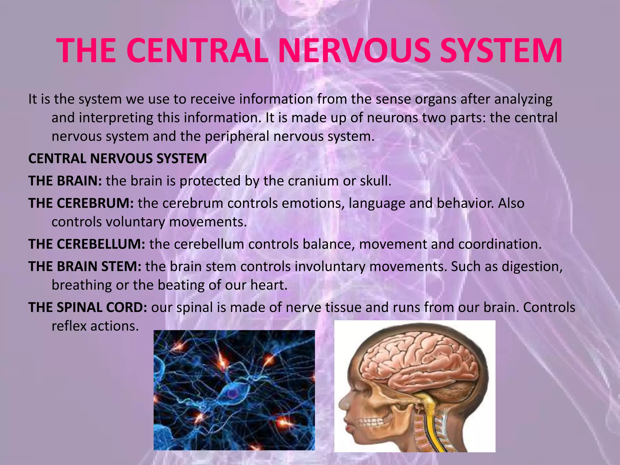 THE CENTRAL NERVOUS SYSTEM
It is the system we use to receive information from the sense organs after analyzing
and interpreting this information. It is made up of neurons two parts: the central
nervous system and the peripheral nervous system.
CENTRAL NERVOUS SYSTEM
THE BRAIN: the brain is protected by the cranium or skull.
THE CEREBRUM: the cerebrum controls emotions, language and behavior. Also
controls voluntary movements.
THE CEREBELLUM: the cerebellum controls balance, movement and coordination.
THE BRAIN STEM: the brain stem controls involuntary movements. Such as digestion,
breathing or the beating of our heart.
THE SPINAL CORD: our spinal is made of nerve tissue and runs from our brain. Controls
reflex actions.
 