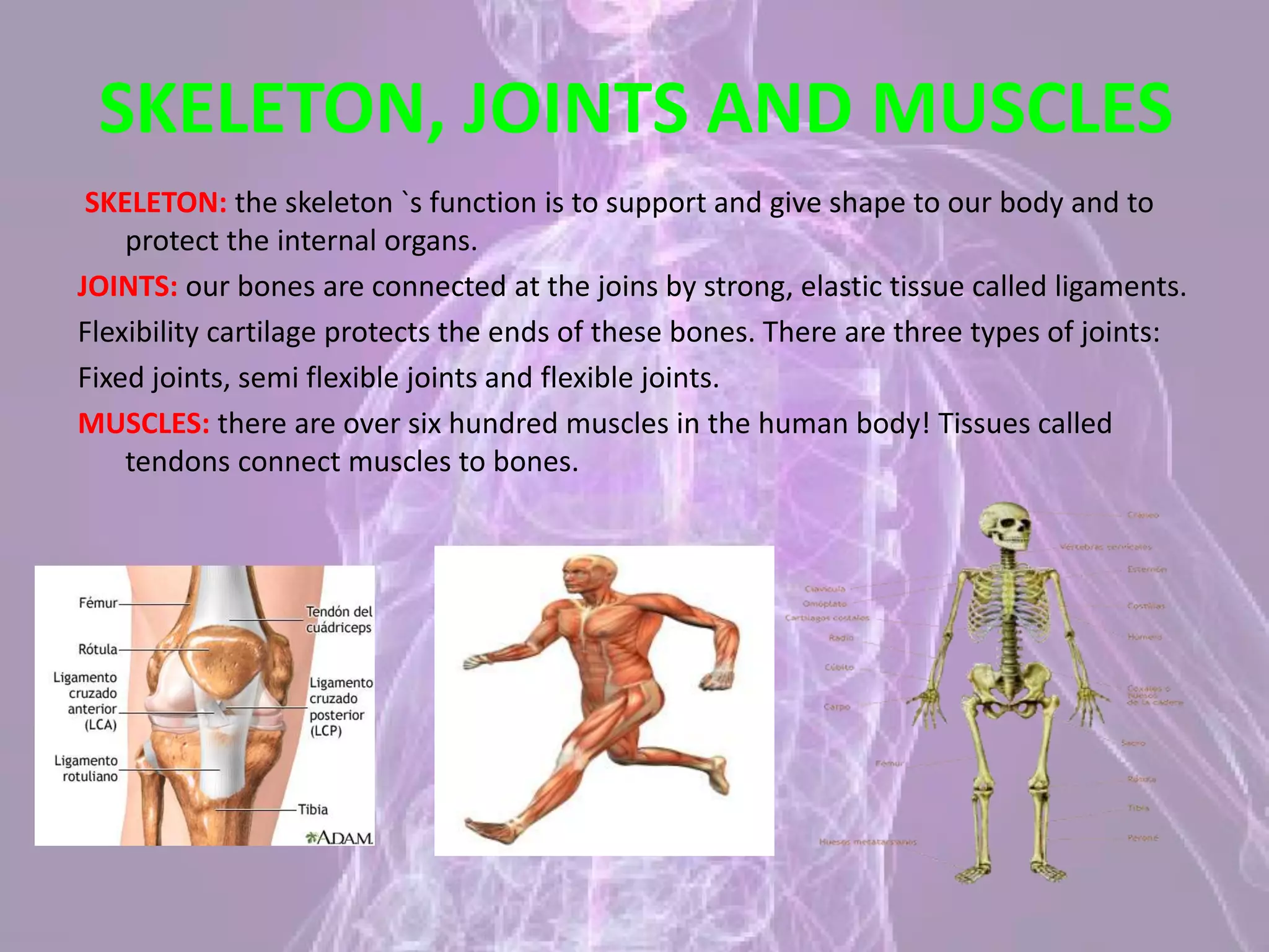 SKELETON, JOINTS AND MUSCLES
SKELETON: the skeleton `s function is to support and give shape to our body and to
protect the internal organs.
JOINTS: our bones are connected at the joins by strong, elastic tissue called ligaments.
Flexibility cartilage protects the ends of these bones. There are three types of joints:
Fixed joints, semi flexible joints and flexible joints.
MUSCLES: there are over six hundred muscles in the human body! Tissues called
tendons connect muscles to bones.
 