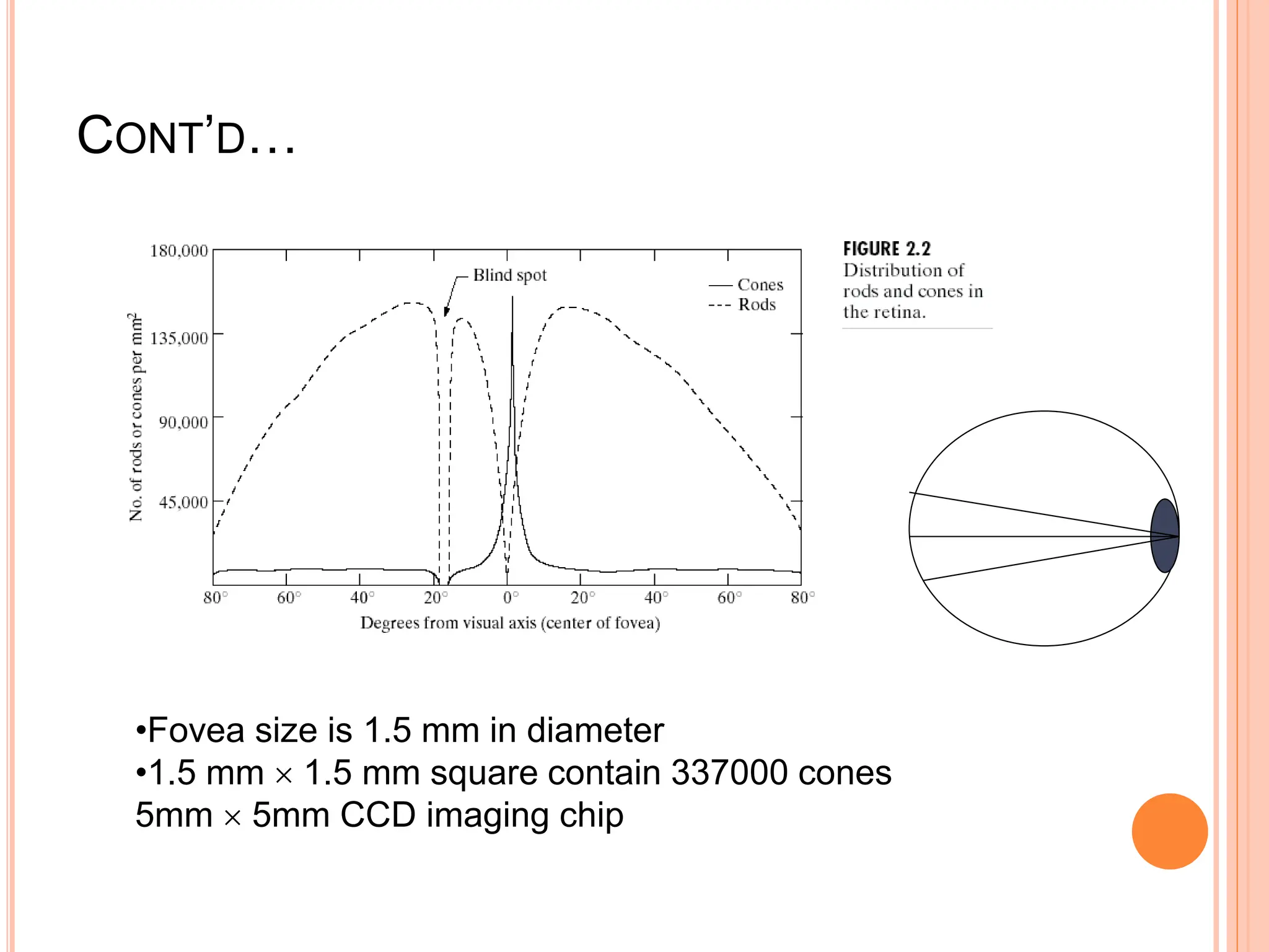 •Fovea size is 1.5 mm in diameter
•1.5 mm  1.5 mm square contain 337000 cones
5mm  5mm CCD imaging chip
CONT’D…
 
