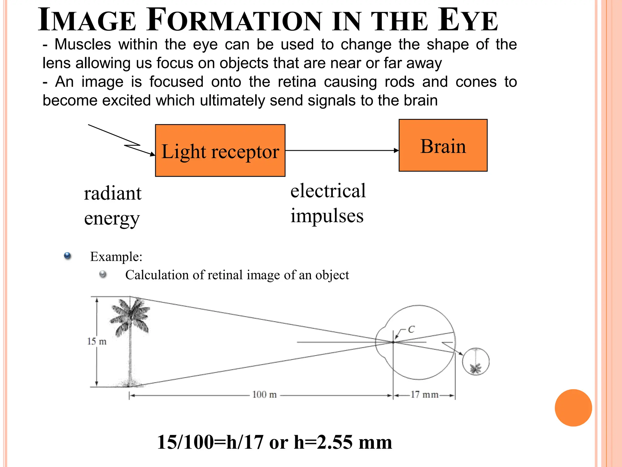 IMAGE FORMATION IN THE EYE
Example:
Calculation of retinal image of an object
15/100=h/17 or h=2.55 mm
- Muscles within the eye can be used to change the shape of the
lens allowing us focus on objects that are near or far away
- An image is focused onto the retina causing rods and cones to
become excited which ultimately send signals to the brain
Light receptor
radiant
energy
electrical
impulses
Brain
 