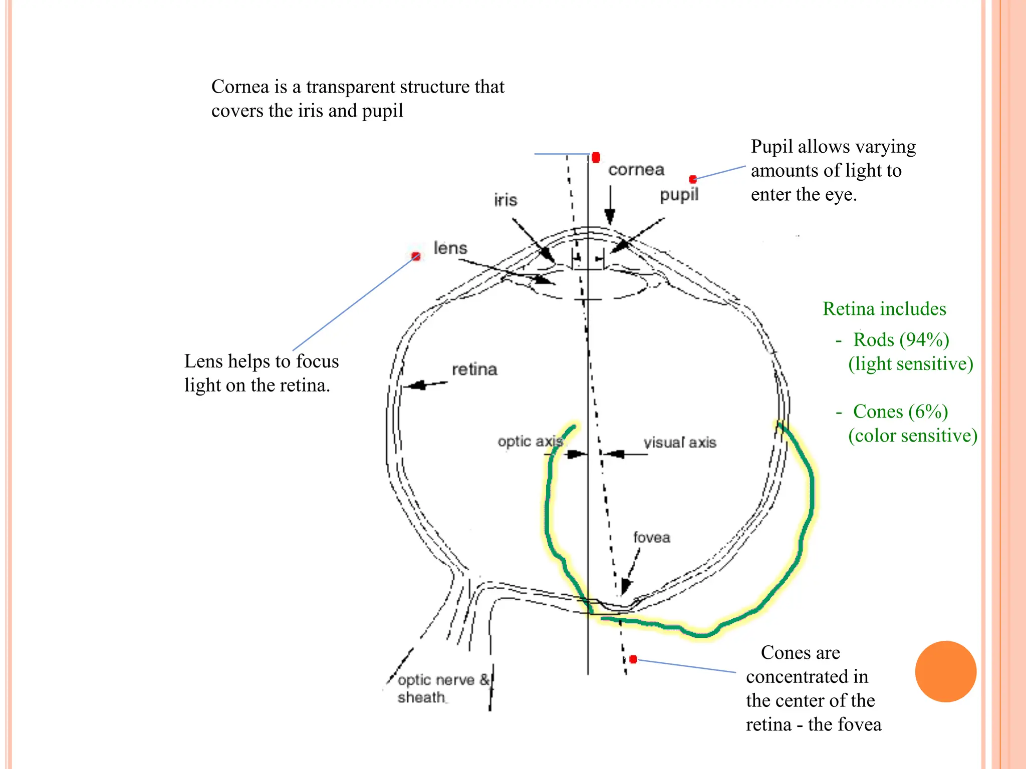 Pupil allows varying
amounts of light to
enter the eye.
Cornea is a transparent structure that
covers the iris and pupil
Cones are
concentrated in
the center of the
retina - the fovea
Lens helps to focus
light on the retina.
Retina includes
- Rods (94%)
(light sensitive)
- Cones (6%)
(color sensitive)
 