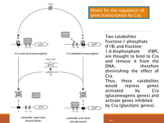 F1b Model Comprehensive Overview of Two-Component Signalling and Stress Responses ...