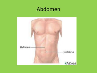 Abdomen
 