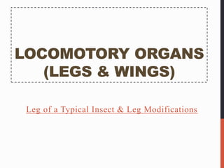 LOCOMOTORY ORGANS
(LEGS & WINGS)
Leg of a Typical Insect & Leg Modifications
 