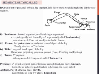i) Coxa: First or proximal or basal leg segment. It is freely movable and attached to the thoracic
segment.
ii) Trochanter: Second segement, small and single segmented
except dragonfly and damselfly – 2 segmented (called Trochantelus)
articulates with Coxa but usually attached to Femur.
iii) Femur: Largest or stoutest and most powerful part of the leg
Closely attached to Trochanter
iv) Tibia: Long and slender part of the leg.
Downward projecting spines are present (Func- Climbing and Footing).
v) Tarsus: 5th segment
sub segmented- 2-5 segments called Tarsomeres
Pretarsus: 6th or last segment, pair of terminal curved structures claws (ungues).
Lobe-like or adhesive pad structure in between the claws called
Arolium. Pair of adhesive pads- pulvilli.
Large bristle or lobe b/w claws- Empodium
SEGMENTS OF TYPICAL LEG
 