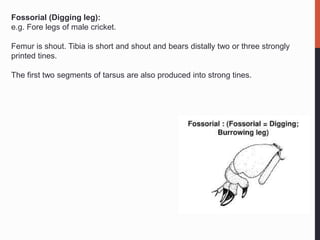 Fossorial (Digging leg):
e.g. Fore legs of male cricket.
Femur is shout. Tibia is short and shout and bears distally two or three strongly
printed tines.
The first two segments of tarsus are also produced into strong tines.
 