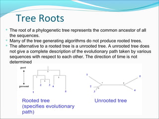 Rooted Tree Genetics Multiple Sequence Alignment-just glims of viewes on bioinformatics. | PPT