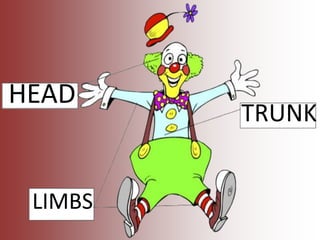 HEAD
TRUNK
LIMBS
 
