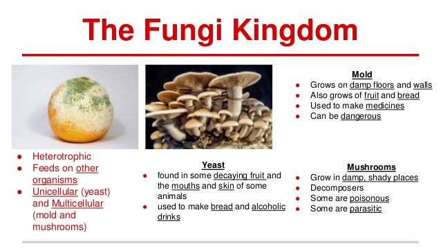 reproduce how mushrooms Unit and natural protoctista, 2 science monera, fungi reproduce how mushrooms Unit and natural protoctista, 2 science monera, fungi