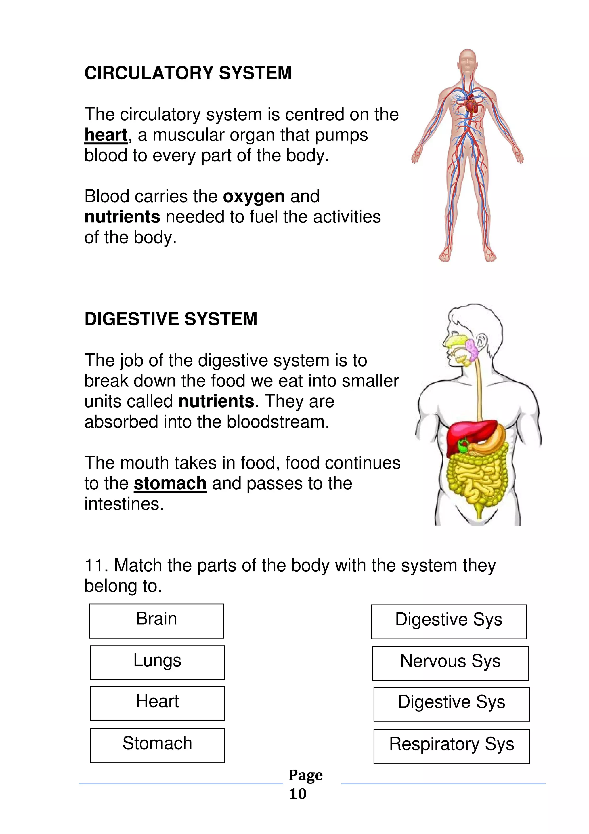 CIRCULATORY SYSTEM 
The circulatory system is centred on the 
heart, a muscular organ that pumps 
blood to every part of the body. 
Blood carries the oxygen and 
nutrients needed to fuel the activities 
of the body. 
Page 
10 
DIGESTIVE SYSTEM 
The job of the digestive system is to 
break down the food we eat into smaller 
units called nutrients. They are 
absorbed into the bloodstream. 
The mouth takes in food, food continues 
to the stomach and passes to the 
intestines. 
11. Match the parts of the body with the system they 
belong to. 
Brain 
Lungs 
Heart 
Stomach 
Digestive Sys 
Nervous Sys 
Digestive Sys 
Respiratory Sys 
