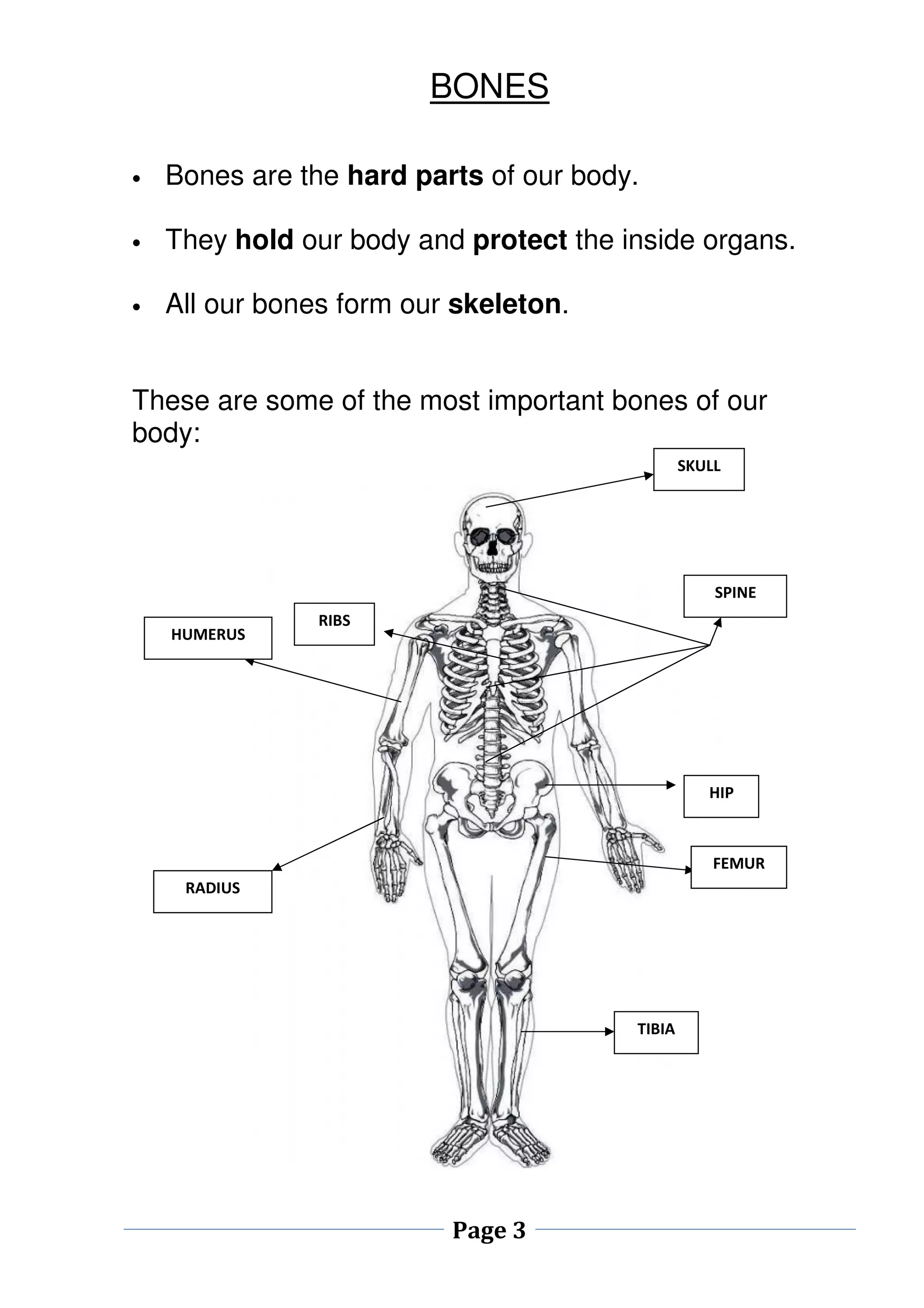 BONES 
• Bones are the hard parts of our body. 
• They hold our body and protect the inside organs. 
• All our bones form our skeleton. 
These are some of the most important bones of our 
body: 
Page 3 
SKULL 
SPINE 
RIBS 
HUMERUS 
RADIUS 
HIP 
FEMUR 
TIBIA 
 