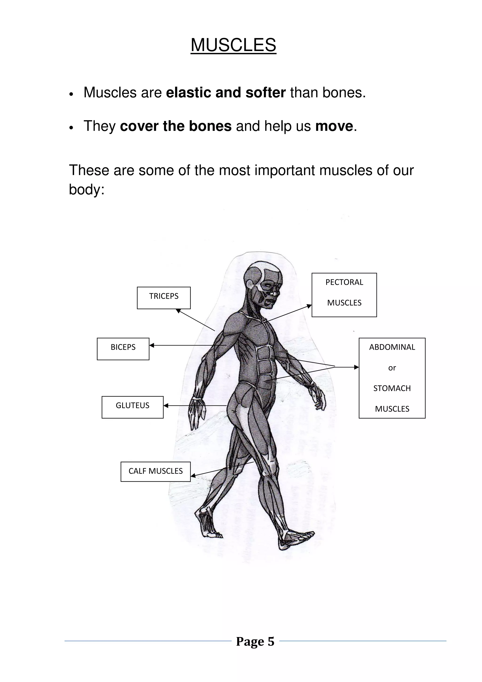 MUSCLES 
• Muscles are elastic and softer than bones. 
• They cover the bones and help us move. 
These are some of the most important muscles of our 
body: 
Page 5 
TRICEPS 
BICEPS 
PECTORAL 
MUSCLES 
ABDOMINAL 
or 
STOMACH 
MUSCLES 
GLUTEUS 
CALF MUSCLES 
 