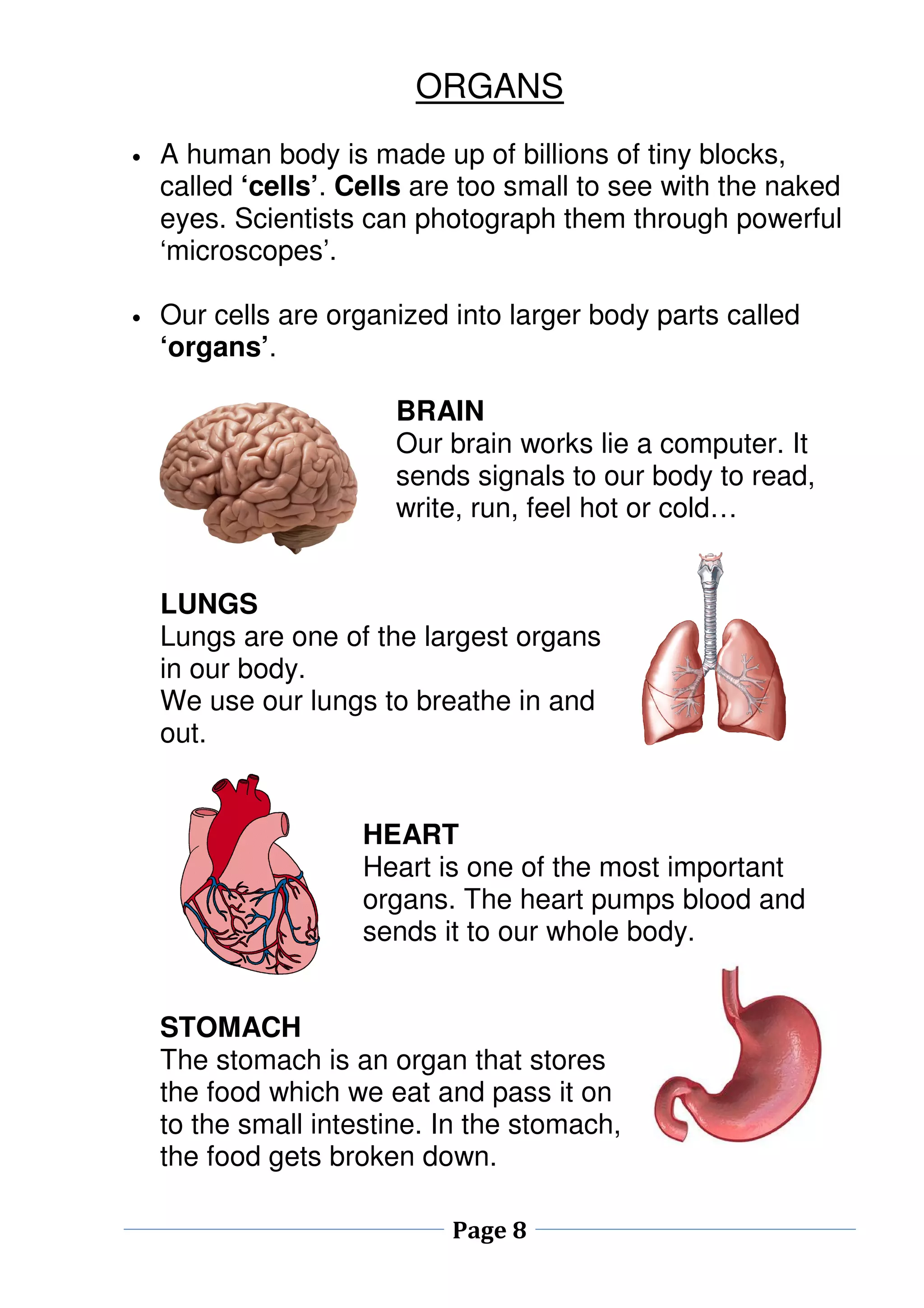 ORGANS 
• A human body is made up of billions of tiny blocks, 
called ‘cells’. Cells are too small to see with the naked 
eyes. Scientists can photograph them through powerful 
‘microscopes’. 
• Our cells are organized into larger body parts called 
Page 8 
‘organs’. 
BRAIN 
Our brain works lie a computer. It 
sends signals to our body to read, 
write, run, feel hot or cold… 
LUNGS 
Lungs are one of the largest organs 
in our body. 
We use our lungs to breathe in and 
out. 
HEART 
Heart is one of the most important 
organs. The heart pumps blood and 
sends it to our whole body. 
STOMACH 
The stomach is an organ that stores 
the food which we eat and pass it on 
to the small intestine. In the stomach, 
the food gets broken down. 
 