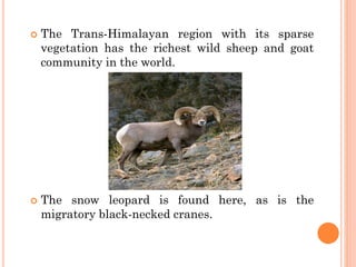  The Trans-Himalayan region with its sparse
vegetation has the richest wild sheep and goat
community in the world.
 The snow leopard is found here, as is the
migratory black-necked cranes.
 