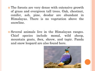  The forests are very dense with extensive growth
of grass and evergreen tall trees. Oak, chestnut,
conifer, ash, pine, deodar are abundant in
Himalayas. There is no vegetation above the
snowline.
 Several animals live in the Himalayan ranges.
Chief species include monal, wild sheep,
mountain goats, ibex, shrew, and tapir. Panda
and snow leopard are also found here.
 