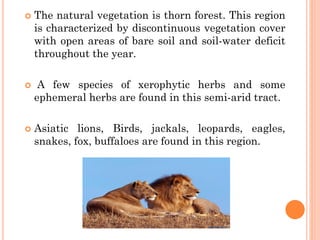  The natural vegetation is thorn forest. This region
is characterized by discontinuous vegetation cover
with open areas of bare soil and soil-water deficit
throughout the year.
 A few species of xerophytic herbs and some
ephemeral herbs are found in this semi-arid tract.
 Asiatic lions, Birds, jackals, leopards, eagles,
snakes, fox, buffaloes are found in this region.
 
