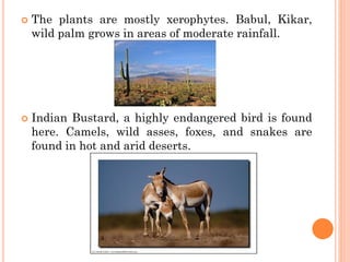  The plants are mostly xerophytes. Babul, Kikar,
wild palm grows in areas of moderate rainfall.
 Indian Bustard, a highly endangered bird is found
here. Camels, wild asses, foxes, and snakes are
found in hot and arid deserts.
 