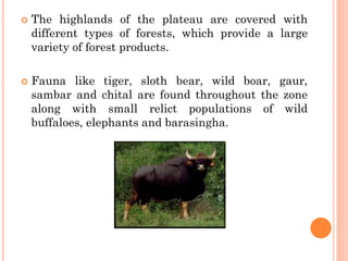  The highlands of the plateau are covered with
different types of forests, which provide a large
variety of forest products.
 Fauna like tiger, sloth bear, wild boar, gaur,
sambar and chital are found throughout the zone
along with small relict populations of wild
buffaloes, elephants and barasingha.
 