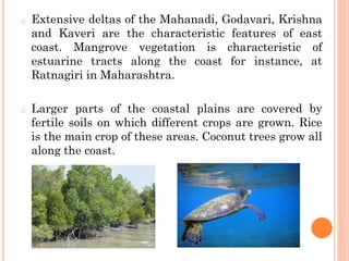 o Extensive deltas of the Mahanadi, Godavari, Krishna
and Kaveri are the characteristic features of east
coast. Mangrove vegetation is characteristic of
estuarine tracts along the coast for instance, at
Ratnagiri in Maharashtra.
o Larger parts of the coastal plains are covered by
fertile soils on which different crops are grown. Rice
is the main crop of these areas. Coconut trees grow all
along the coast.
 