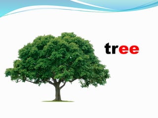 tree
 