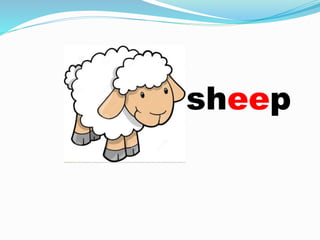 sheep
 