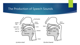 The Production of Speech Sounds
 