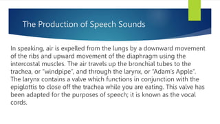 The Production of Speech Sounds
In speaking, air is expelled from the lungs by a downward movement
of the ribs and upward movement of the diaphragm using the
intercostal muscles. The air travels up the bronchial tubes to the
trachea, or “windpipe”, and through the larynx, or “Adam’s Apple”.
The larynx contains a valve which functions in conjunction with the
epiglottis to close off the trachea while you are eating. This valve has
been adapted for the purposes of speech; it is known as the vocal
cords.
 