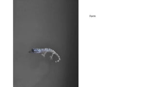 Unit 2 photography elements | PPTX
