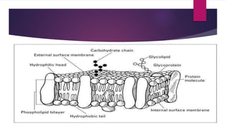 unit 2 plasma membrane.pptx