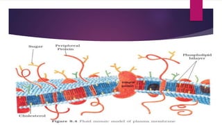 unit 2 plasma membrane.pptx