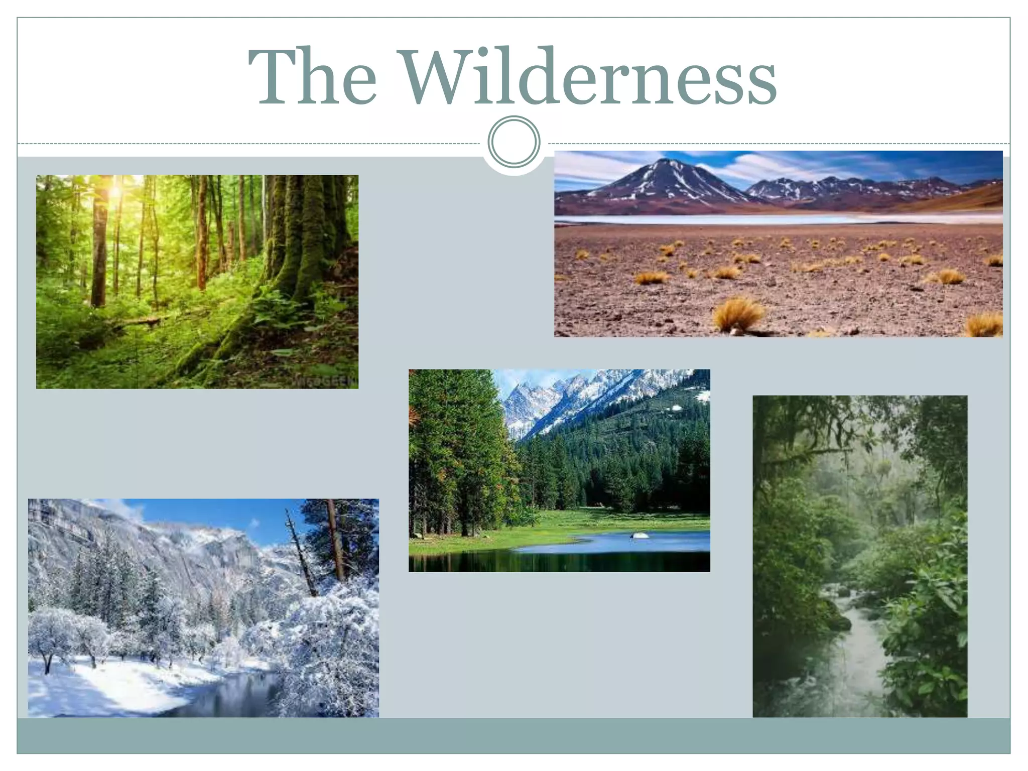 The Wilderness
 
