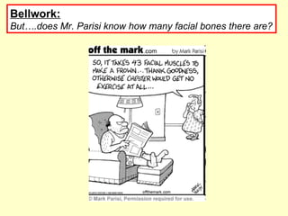 Bellwork:   But….does Mr. Parisi know how many facial bones there are? 