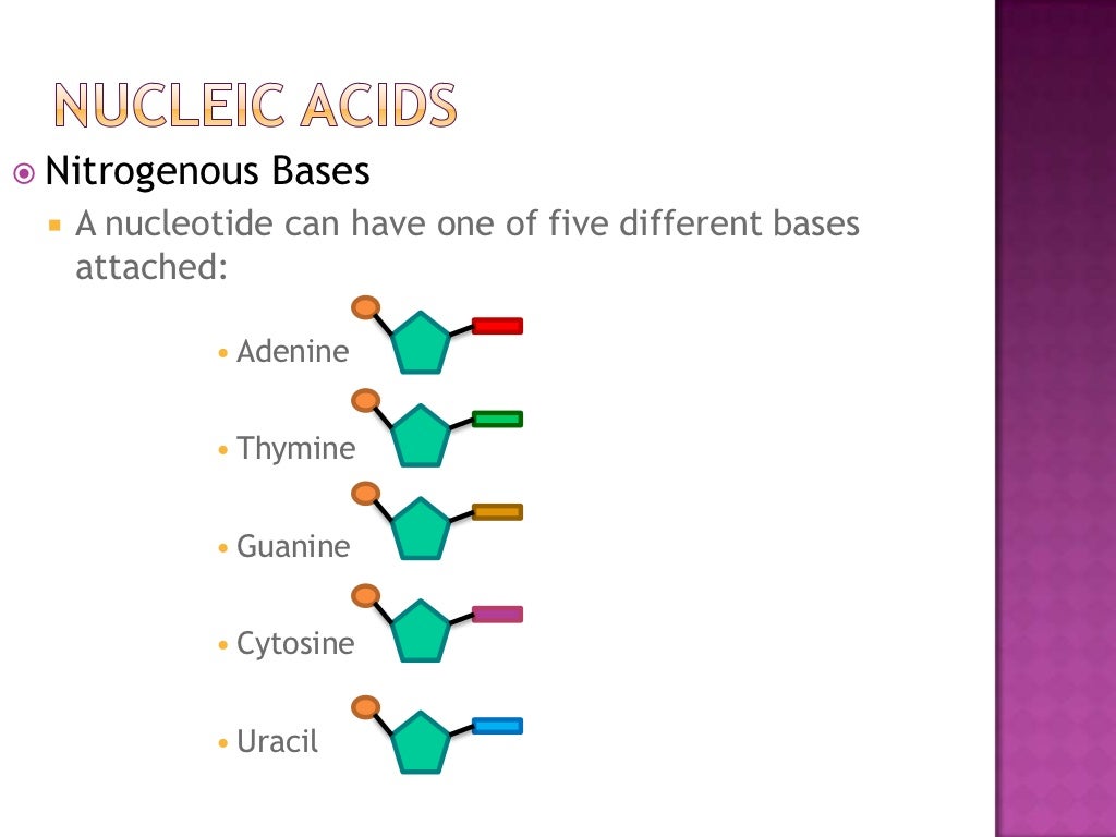 Proteins and Nucleic Acids