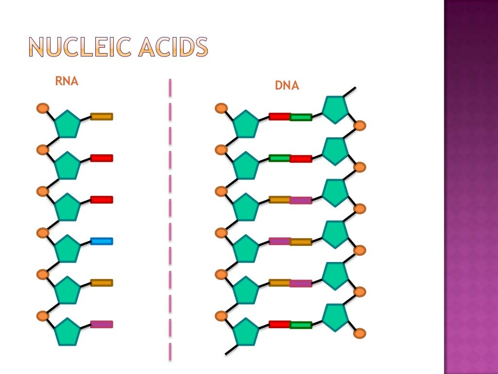 Proteins and Nucleic Acids