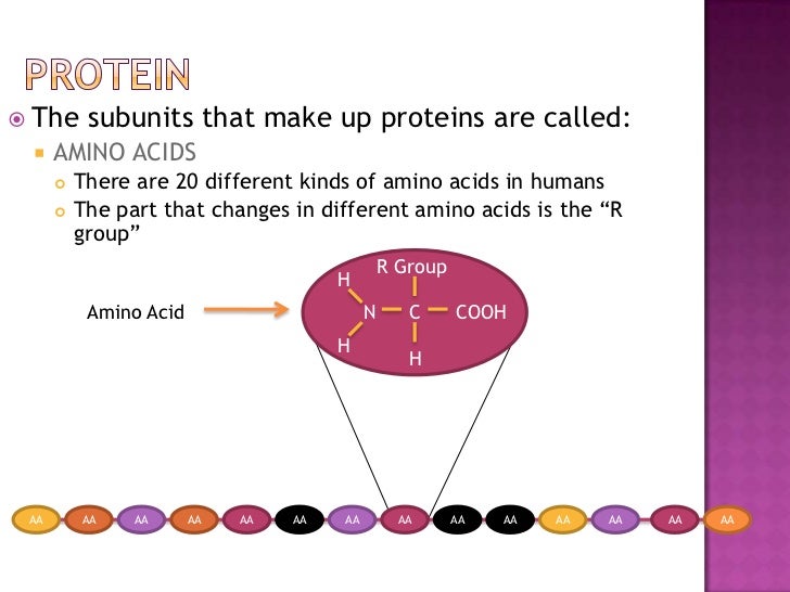 How A Protein Is Made Up Of