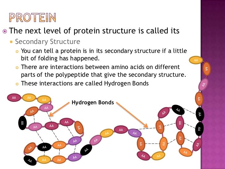 Proteins and Nucleic Acids