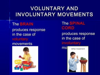 VOLUNTARY AND
INVOLUNTARY MOVEMENTS
The BRAIN
produces response
in the case of
voluntary
movements

The SPINAL
CORD
produces response
in the case of
involuntary
movements

 
