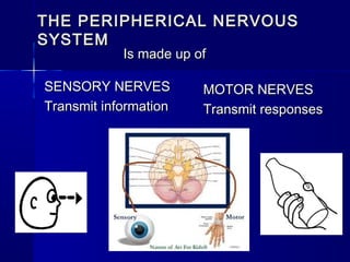 THE PERIPHERICAL NERVOUS
SYSTEM
Is made up of

SENSORY NERVES
Transmit information

MOTOR NERVES
Transmit responses

 