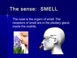 The sense: SMELL
The nose is the orgarn of smell. The
receptors of smell are in the pituitary gland,
inside the nostrils.

 