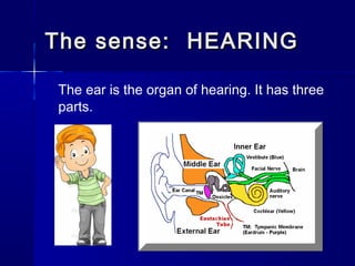The sense: HEARING
The ear is the organ of hearing. It has three
parts.

 
