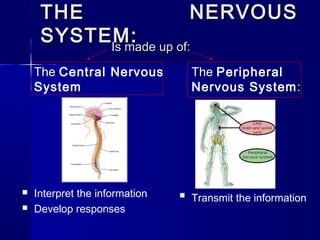 THE
NERVOUS
SYSTEM: up of:
Is made
The Central Nervous
System




Interpret the information
Develop responses

The Peripheral
Nervous System :



Transmit the information

 