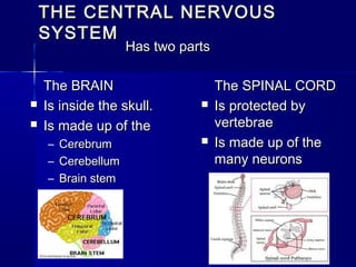 THE CENTRAL NERVOUS
SYSTEM
Has two parts




The BRAIN
Is inside the skull.
Is made up of the
–
–
–

Cerebrum
Cerebellum
Brain stem





The SPINAL CORD
Is protected by
vertebrae
Is made up of the
many neurons

 