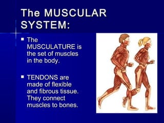 The MUSCULAR
SYSTEM:


The
MUSCULATURE is
the set of muscles
in the body.



TENDONS are
made of flexible
and fibrous tissue.
They connect
muscles to bones.

 