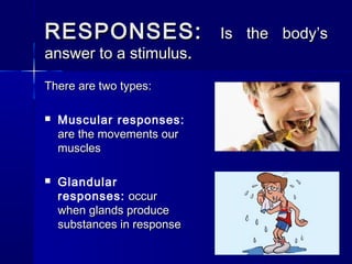 RESPONSES:
answer to a stimulus.
There are two types:


Muscular responses:
are the movements our
muscles



Glandular
responses: occur
when glands produce
substances in response

Is the body’s

 