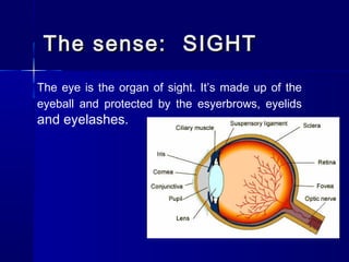 The sense: SIGHT
The eye is the organ of sight. It’s made up of the
eyeball and protected by the esyerbrows, eyelids

and eyelashes.

 
