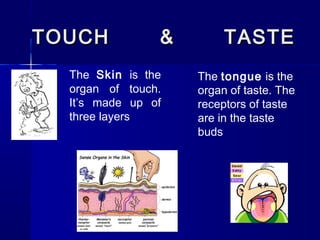 TOUCH

&

The Skin is the
organ of touch.
It’s made up of
three layers

TASTE
The tongue is the
organ of taste. The
receptors of taste
are in the taste
buds

 